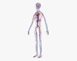 Human Circulatory System 3D model