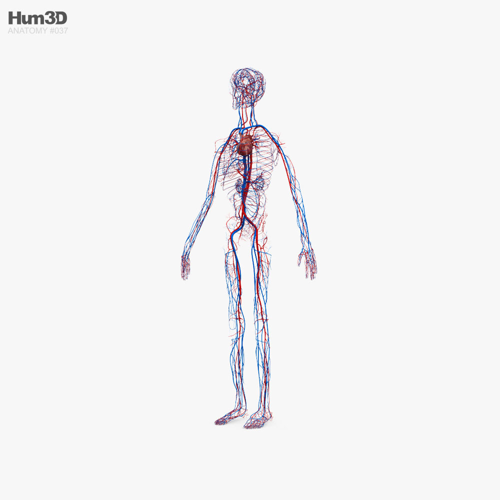 Human Circulatory System 3D model