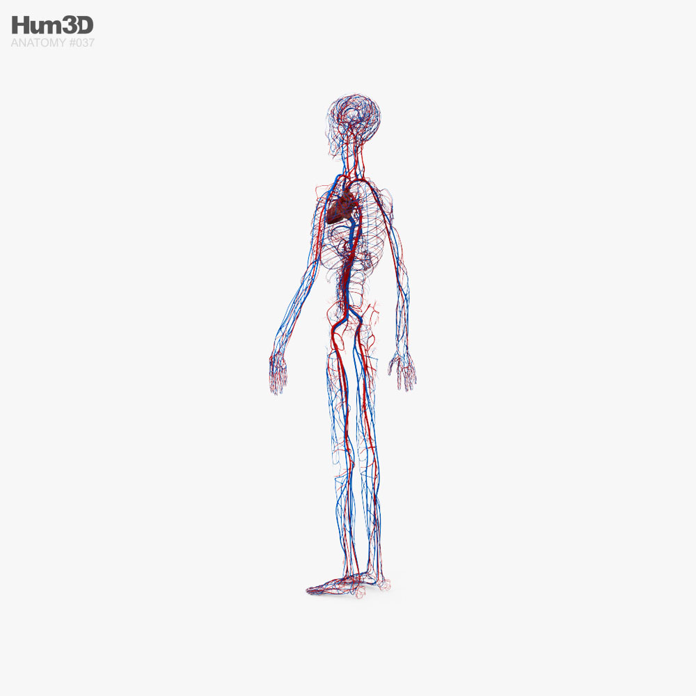 Human Circulatory System 3d Model Anatomy On Hum3d