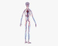 Human Circulatory System 3d model