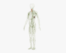 Système lymphatique humain Modèle 3D