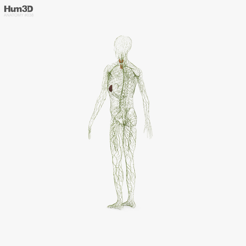 Human Lymphatic System 3d model