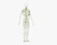 인간 림프계 3D 모델 