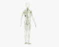 人間のリンパ系 3Dモデル