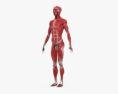 Système musculaire humain Modèle 3d