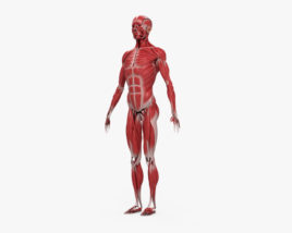 Menschliches Muskelsystem 3D-Modell