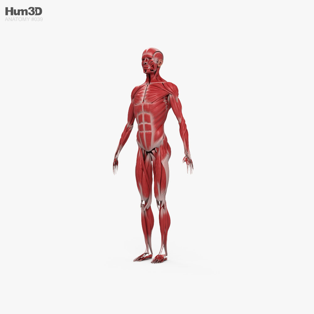 Système musculaire humain Modèle 3d