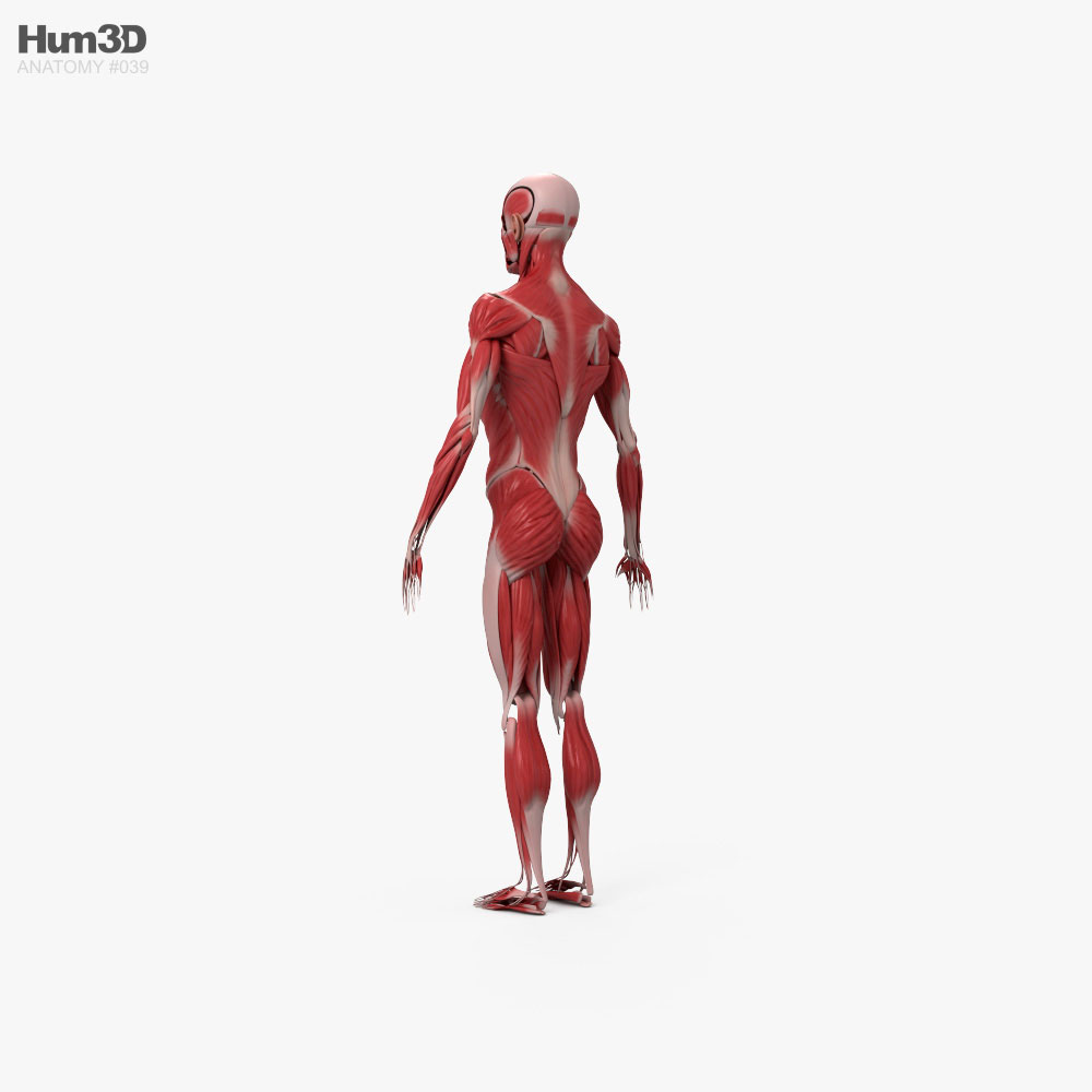 人間の筋肉系 3dモデル アナトミー On Hum3d