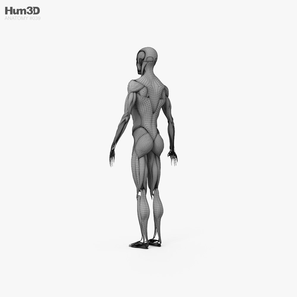 Sistema Muscular Humano Modelo 3D - Anatomía Humana on Hum3D