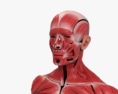 人間の筋肉系 3Dモデル