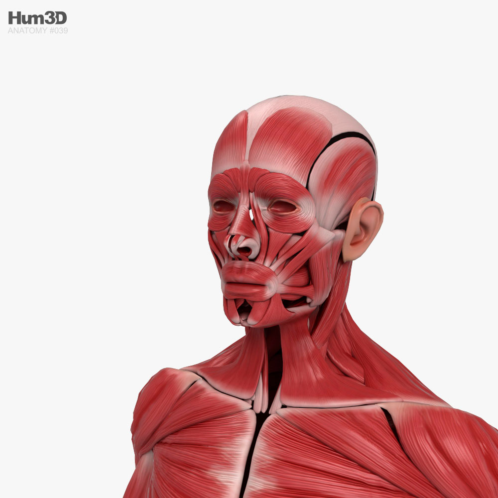 Sistema Muscular Humano Modelo 3D - Anatomía Humana on Hum3D