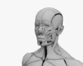 Menschliches Muskelsystem 3D-Modell