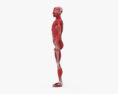 人体肌肉系统 3D模型