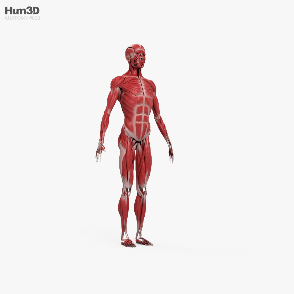 Sistema Muscular Humano Modelo 3D - Anatomía Humana on Hum3D