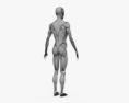 Sistema Muscular Humano Modelo 3d