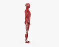 人体肌肉系统 3D模型