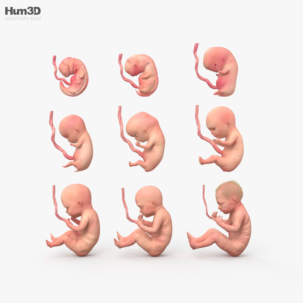 人間の胎児 3Dモデル