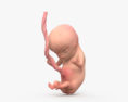 Плід людини 3D модель