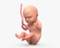人类胎儿 3D模型