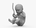 人类胎儿 3D模型
