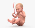 Плід людини 3D модель