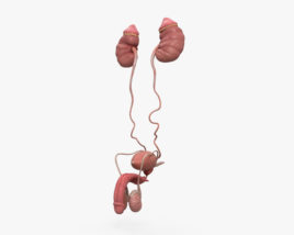 Sistema reproductor y urinario masculino Modelo 3D