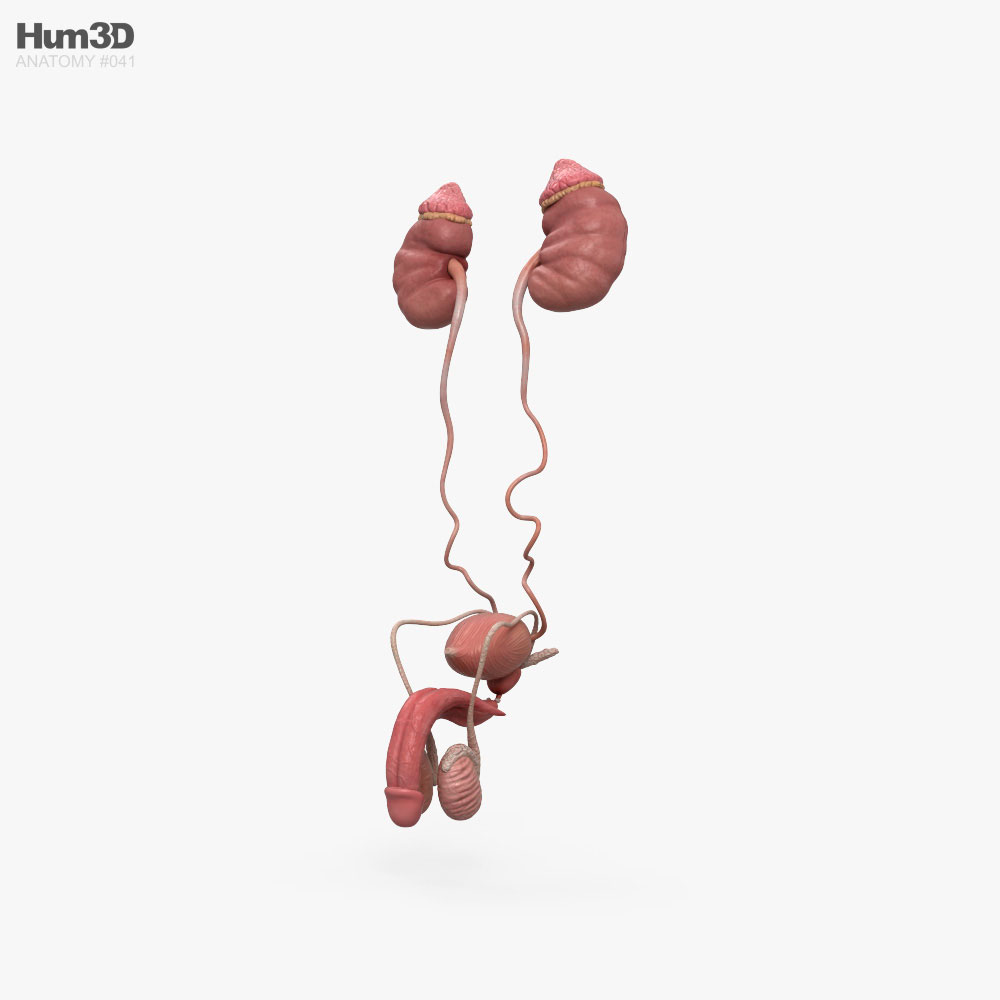 Male Urinary and Reproductive System 3d model