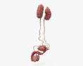 Male Urinary and Reproductive System 3d model