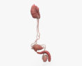 男性の泌尿器および生殖器系 3Dモデル