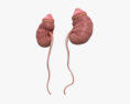Human Kidneys 3d model
