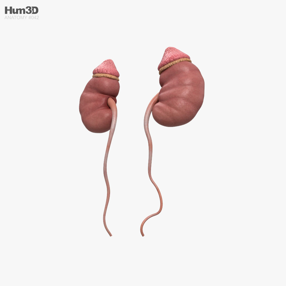 Human Kidneys 3d model