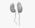 Human Kidneys 3d model