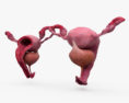 女性の生殖システム 3Dモデル