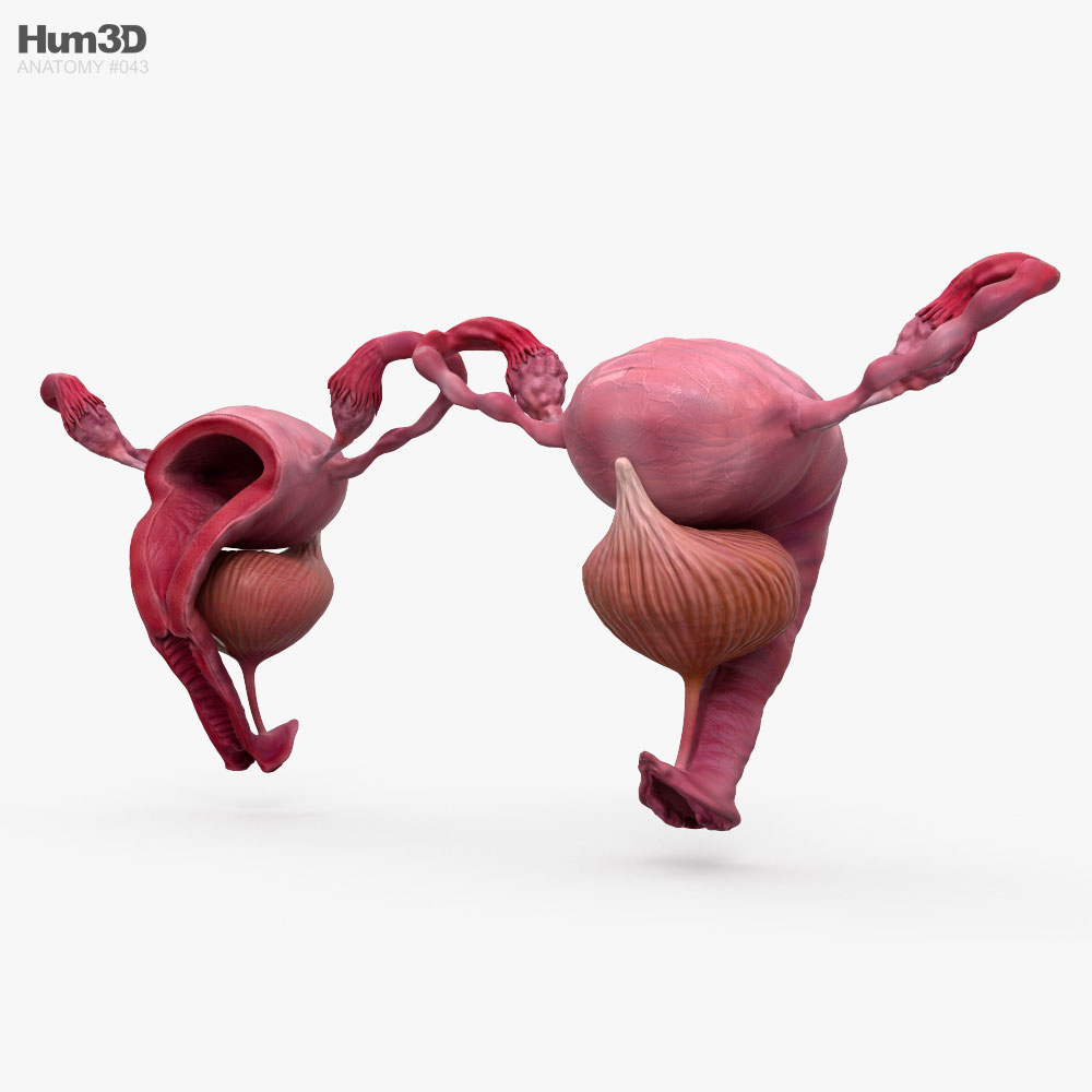 Sistema reproductivo femenino Modelo 3D