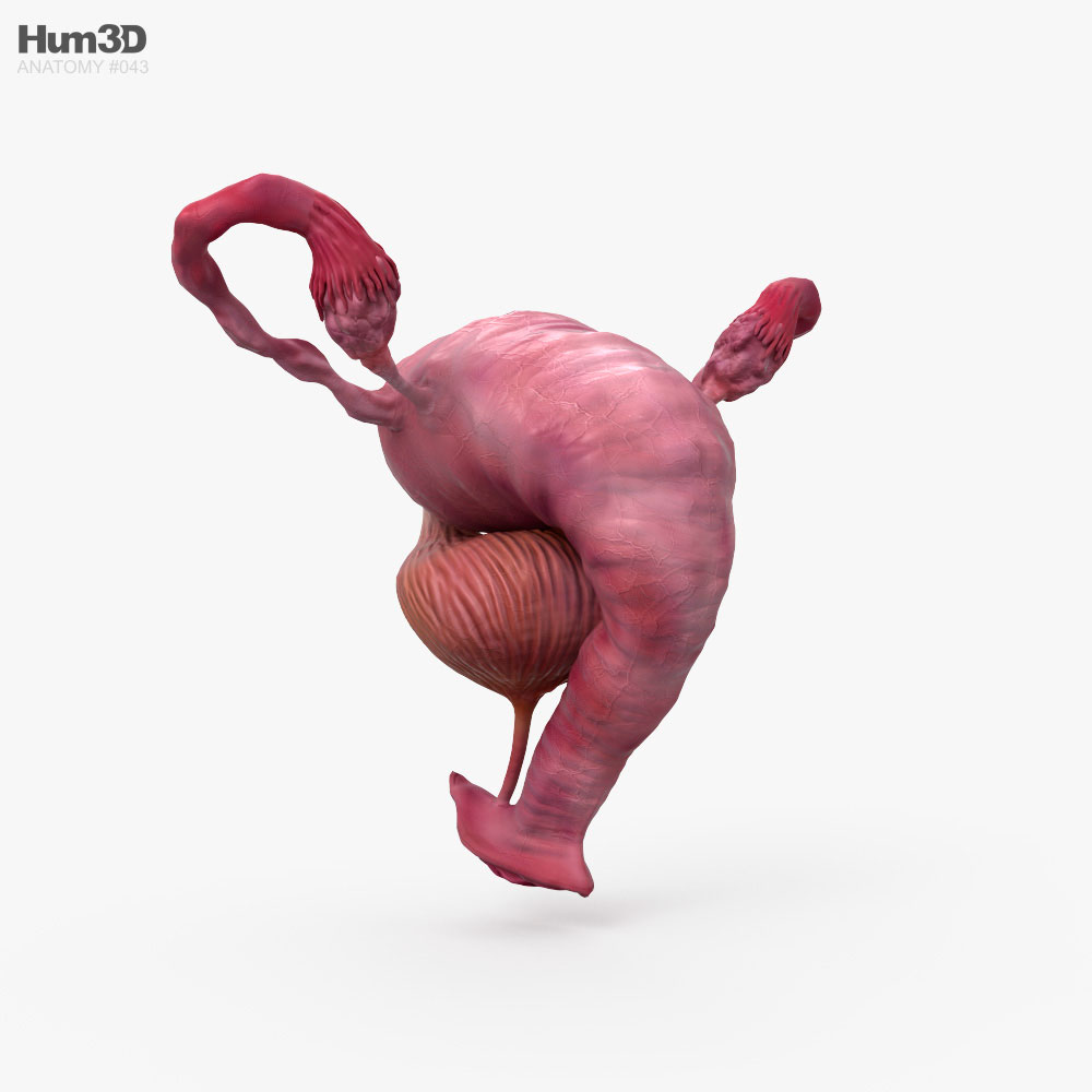 Female Reproductive System 3D model - Anatomy on Hum3D