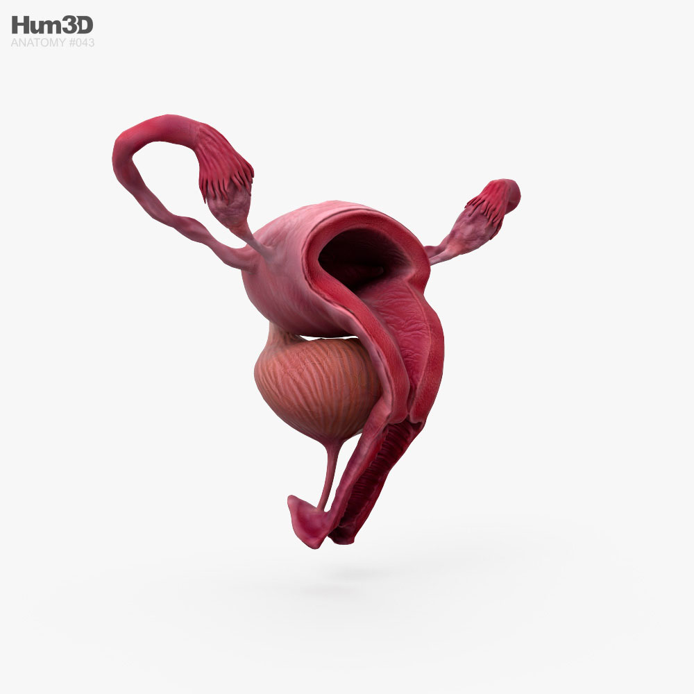 Sistema reproductivo femenino Modelo 3D - Anatomía Humana on Hum3D