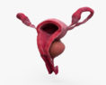Sistema reproductivo femenino Modelo 3D