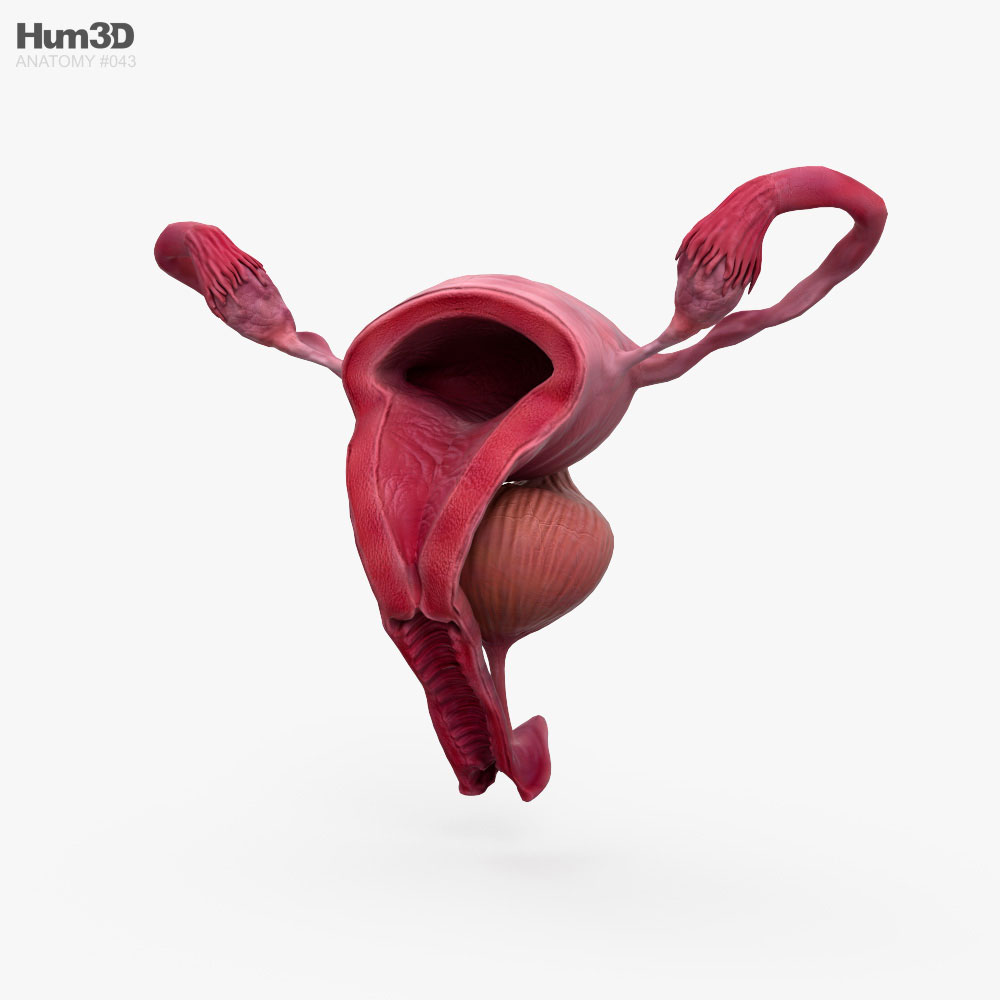 Female Reproductive System 3d Model Anatomy On Hum3d 7190