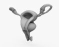 Female Reproductive System 3d model