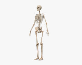 人間の女性の骨格 3Dモデル