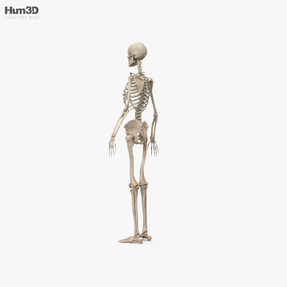 Human Female Skeleton 3d model