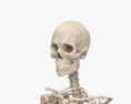 Human Female Skeleton 3d model