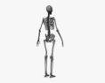 Human Female Skeleton 3d model
