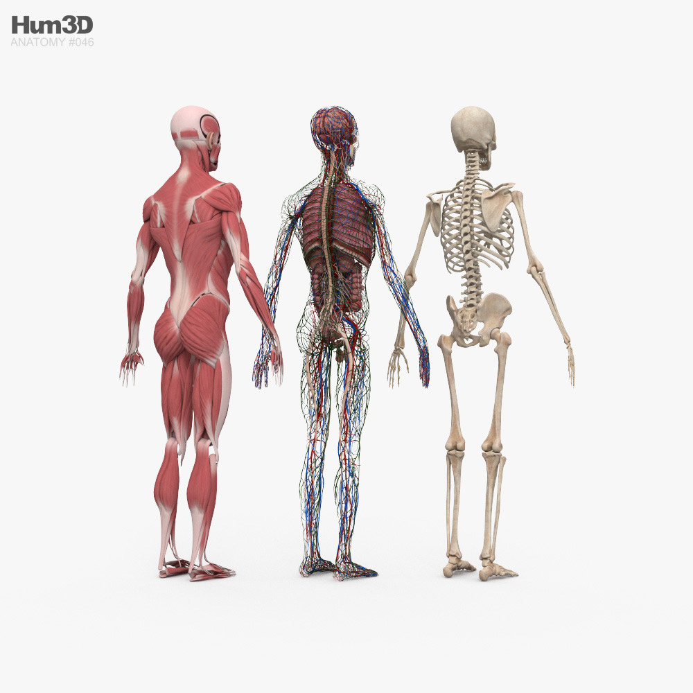 Complete Male Anatomy 3d model
