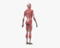 Complete Male Anatomy 3d model