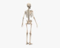 完整的男性解剖学 3D模型
