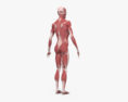 完整的男性解剖学 3D模型