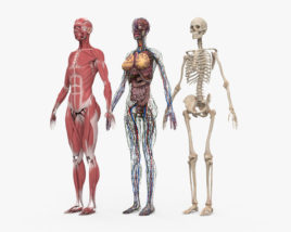완전한 인체 해부학(여자) 3D 모델 