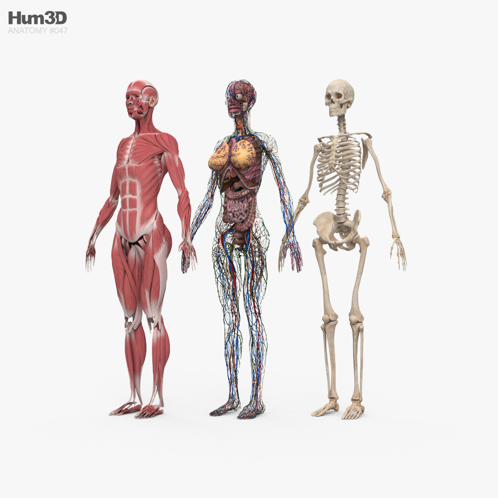 Complete Female Anatomy 3D model - Anatomy on Hum3D