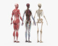 Anatomia femminile completa Modello 3D